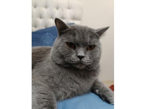 British shorthair kedimize yuva arıyoruz