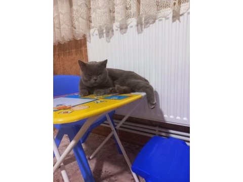 2 kedime yuva arıyorum