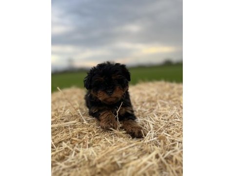 Black tan maltipoo eşsiz güzellikte yavrumuz