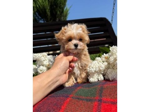 En iyi kore maltipoo yavruları