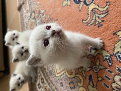 45 günlük kedilerimizi sahiplendirme