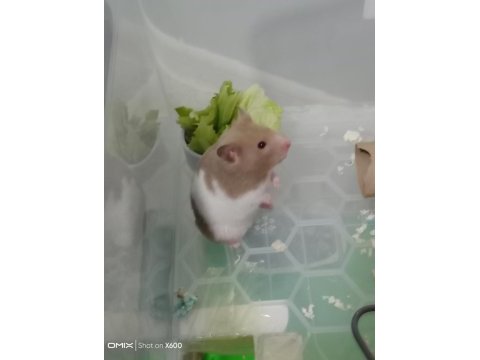 Eğitimli hamster pamuk