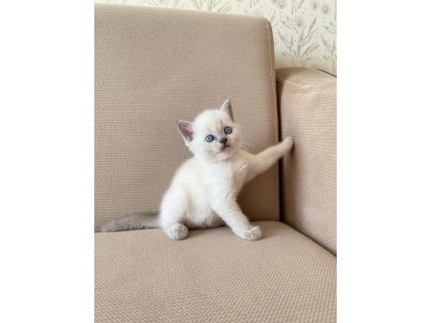 A kalite british shorthair bluepoint