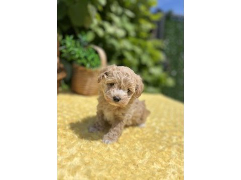 Harika güzellikte maltipoo yavrular