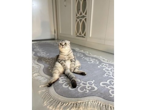 1.5 yaş oturan scottish fold kedimiz