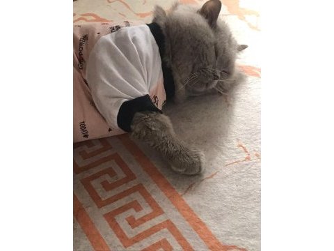 Sevimli ve aile ortamında büyümüş oğlumuz yuva arıyor