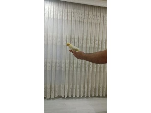 2 adet erkek biri 6 aylık biri 2 aylık sultan papağanı