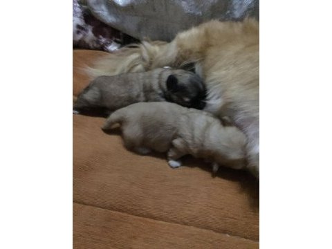 0-3 aylık küçük ırk tibet spaniel