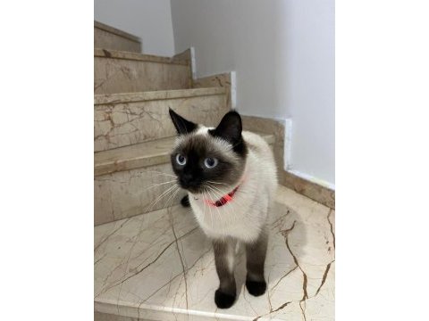 Sevimli cana yakın siyam kedisi