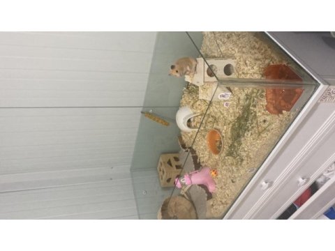 Hamster ve eşyaları