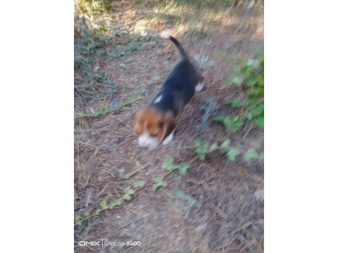 Beagle yavrular