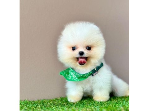 Safkan pomeranian boo bebekler
