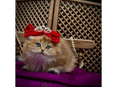 O bir prenses scottish fold