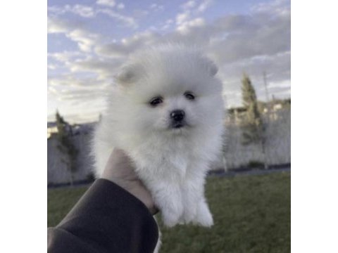 Pomeranian boo köpeği sağlıklı