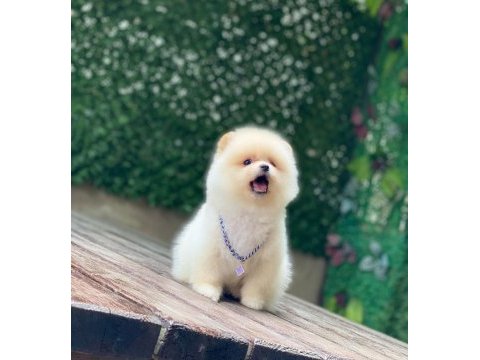 Orijinal pomeranian boo yavrumuz