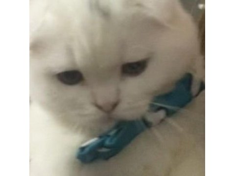 Gönüllü sahiplendirme scottish fold