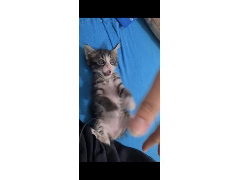 Sokakta bulduk annesı bırakmıs yavru kedı