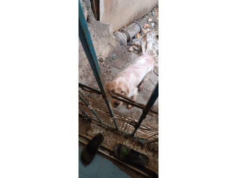 İngiliz setter av köpeği