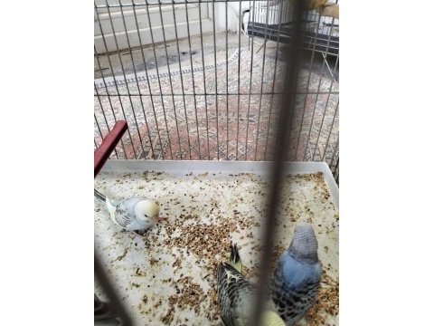 Yeni yem yemeye başladı yavru muhabbet kuşları