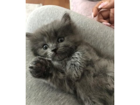 Chinchilla - scottish kırma 1 aylık bebekler