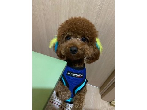 Toy poodle erkek oğluma eş arıyoruz