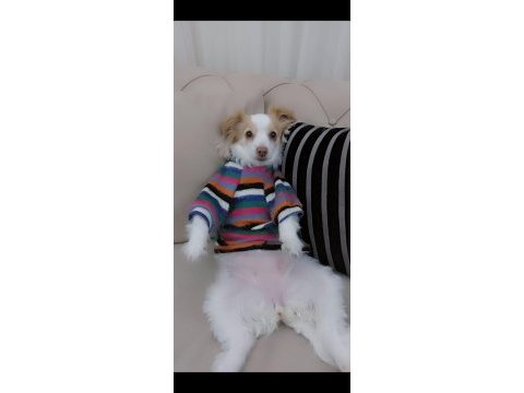 Sevimli terrier kırması kızıma yuva arıyorum