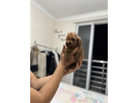 Dark red brown toy poodle yavrumuz