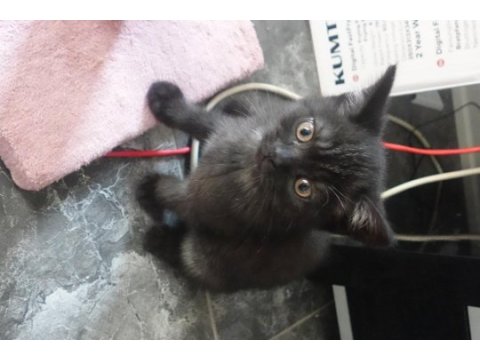 Koyu kahverengi british shorthair
