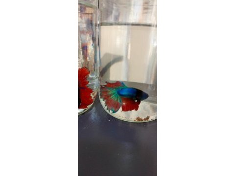 Betta balığı
