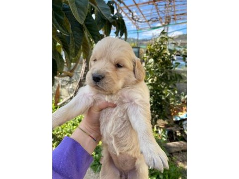 Ararsanız sevinirim golden retriever