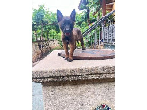 Siyah maske erkek malinois hırs küpü