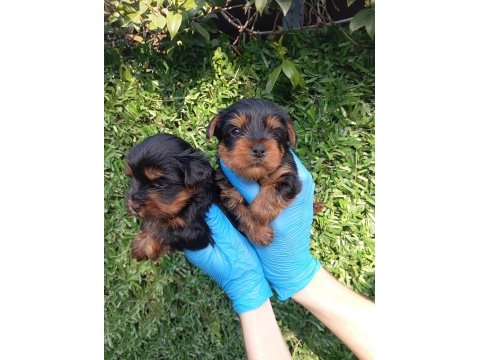 Sıfır no yorkshire terrier safkan bebeklerimiz