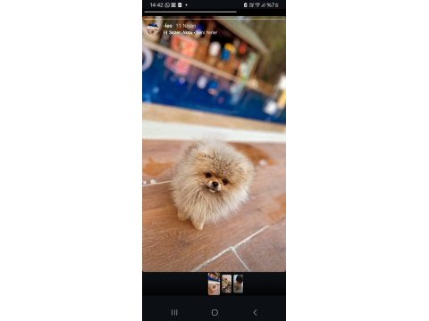 Orijinal pomeranian