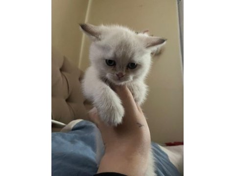 Kuru mama ve tuvalet eğitimli british shorthair