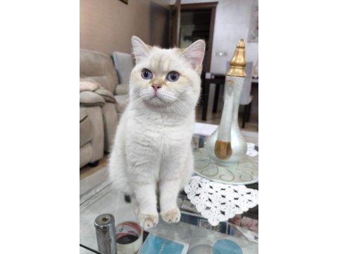 Uygun yetişkin cins kediler