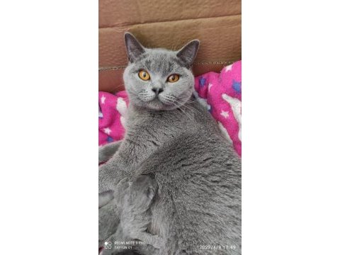 Yakışıklı scottish fold oğluma yuva arıyorum