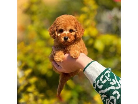 Toy poodle yavrularımız kilo garantili