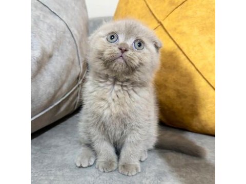Saf kan minnoş scottish fold yavrum