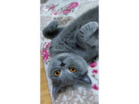 Ücretsiz british shorthair 3 yaş