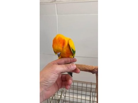 Yarı evcil konur papağanı