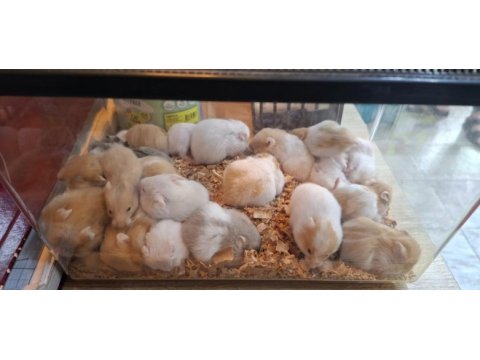 Suriye hamster yavrularımız