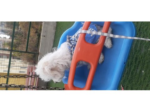 Maltese terrier 6 aylık erkek