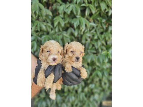 Irk ve sağlık garanti maltipoo yavrularımuz