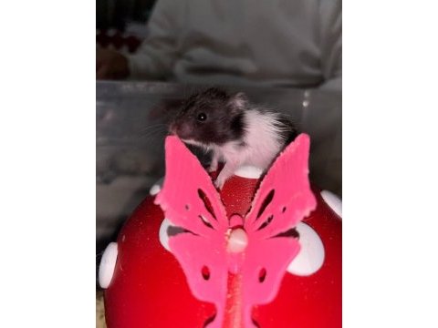Uzun tüylü suriye hamsterları yeni sahiplerini bekliyor