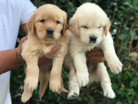 Golden retriever yavrularımız