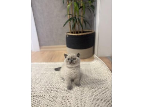 Brıtısh shorthair blue point