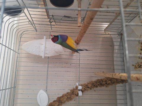 Erkek gouldian (gök kuşağı) finch