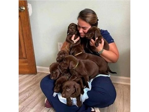 Çikolata ve beyaz renk labrador yavruları 