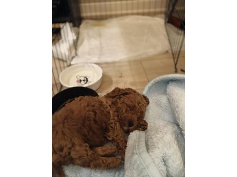A kalite mini boy poodle bebekler