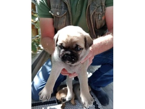 Pug yavruları